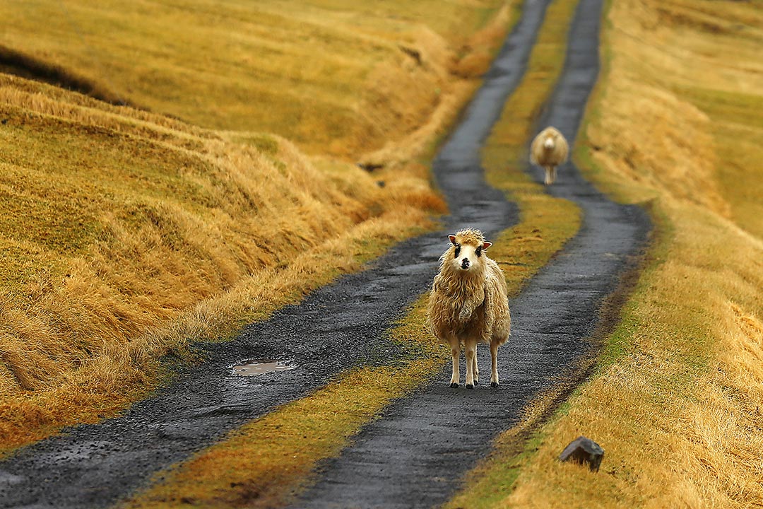 21. Faroe Island Sheep