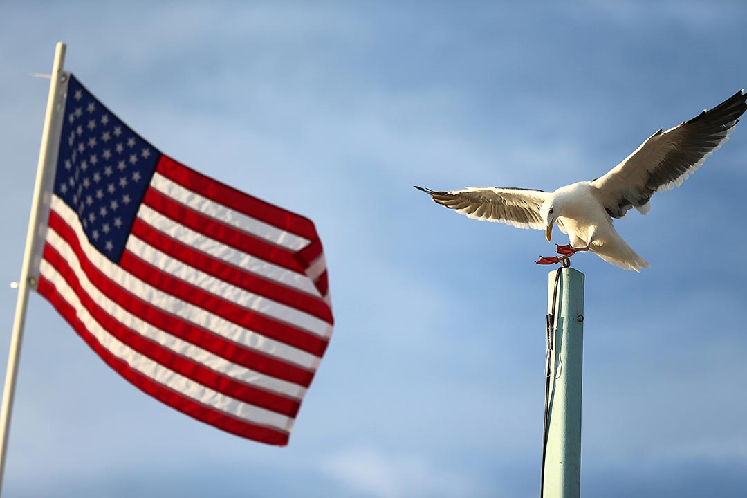 61. American Flag and Seagull